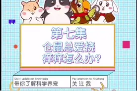 仓鼠篇第七集：仓鼠总爱挠痒痒怎么办？#仓鼠 #金丝熊日常 #金丝熊 #仓鼠日常视频封面