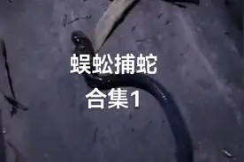 小小的蜈蚣能猎杀那么大的蛇，不是天敌是什么？#动物猎奇视频封面