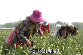 蒜苔要不要抽出来，你了解吗？#大蒜种植 #蒜苔 #蒜头膨大