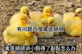 禽医顾顾讲小鹅得了副黏怎么办，鹅副黏怎么解决#养鹅技术分享视频封面