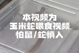 一个短短的喂食视频～玉米蛇不开食怎么办？#爬宠 #宠物蛇