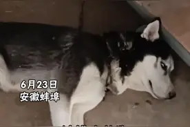 哈士奇咬死6只鸡1只鸭，被抓后一脸生无可恋。视频封面