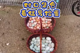 猛男又来了，古有猛虎细嗅蔷薇，今有猛男温柔捡蛋！哈哈哈！视频封面