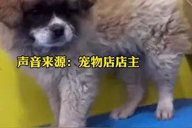 尴尬！大爷带着狗狗去宠物店洗完澡后太干净不敢认：这不是我的狗🤣视频封面