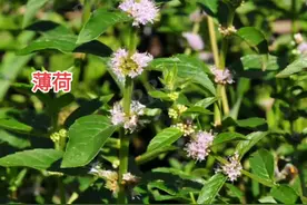 真正的薄荷与藿香差别很大。视频封面