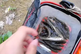 有的地方适宜鱲生长，但是溪鱼被电干毒净