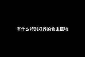 很好养的食虫植物捕虫堇视频封面