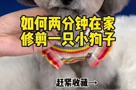 教你在家也可以给自己的狗子做美容#宠物美容 #萌宠 #宠物美容培训 #泰迪 #宠物美容造型