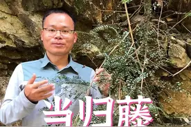 当归藤不是当归，它是当归加一个藤字，变成了另外的植物#新农人计划2022 #抖音自然 视频封面