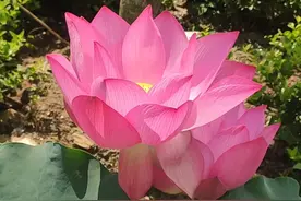 心有莲花，则步步生香。 --#夏日荷花 #好运莲莲 #出淤泥而不染视频封面