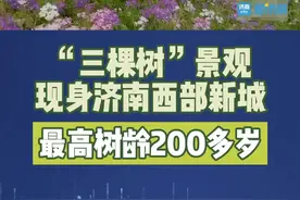 三棵百年大柳树现身济南西部，其中最大的直径109厘米，树龄200多年#山东生活日记 视频封面