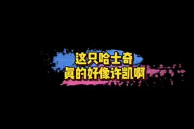 #撞脸许凯的哈士奇 有网友分享的哈士奇被指像许凯～你觉得像吗？🤣#娱乐评论大赏