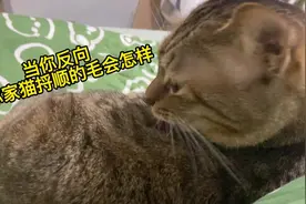 当反向撸你家猫捋顺的猫毛会有啥后果？#被迫营业的猫猫视频封面