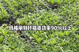 长达三分多钟的玛格丽特扦插教程，生怕你们学不会，苗圃真实扦插方法，感觉有用点个关注吧~