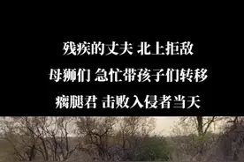 瘸腿君驱逐入侵者当天，母狮带着孩子们急忙转移#恩哈鲁联盟 #雄狮联盟 #爱护大自然保护野生动物 #野生动物零距离 #遵守法律请勿非法饲养或买卖活动 