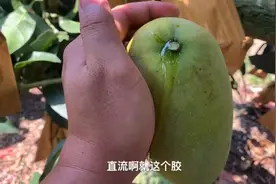 很多人吃芒果过敏，你可知道是为什么吗？#海南金煌芒视频封面