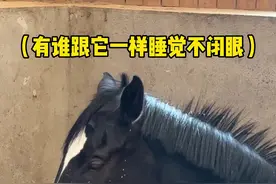 马站着睡觉为什么不会摔倒#马 #张大琪与尼寇 #迷惑行为大赏
