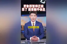 #主播说新闻 一路北上的#云南野象群 终于停下了脚步，它们睡觉的样子原来这么萌萌哒！#大象睡觉视频封面