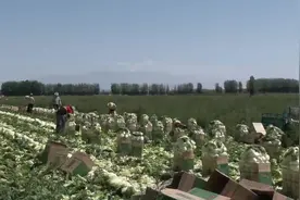 达坂城区 乌鲁木齐县有序推进农牧业生产视频封面