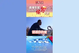 #天鹅在山东被救助不吃不喝等恩人  2007年东营黄河口生态旅游区的驯养师李建救助了多处受伤的白天鹅“小雪”。小雪左翼折断不能飞了，就留在了山东14年。它甚至因为李建请假不在而几天不吃不喝等待恩人。“小雪”特别亲人，在直播过程中见到记者就亲了上去~为善良的山东人点赞，为#全民正能量 点赞！视频封面