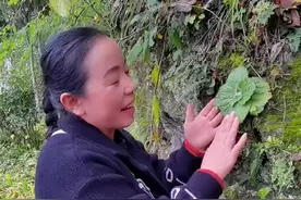 旋蒴苣苔，我们当地叫做苦苣苔。一般都生活在陡峭的岩壁上，你那里叫什么呢？#新农人计划2021 #中草药 #有认识的吗 视频封面