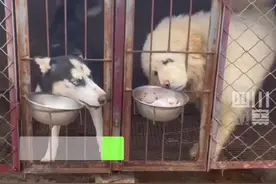 二哈和藏獒，谁更厉害？12月1日，河南新乡网友的这两只狗，大家看看就知道了… #哈士奇抢食视频封面