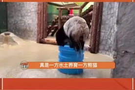 #熊猫如意 在莫斯科入乡随俗的非常彻底#国宝不愧是国宝视频封面