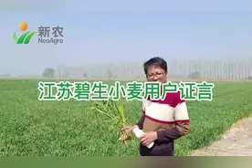 杀细菌     用碧生 小麦细菌性条斑病用碧生防治效果真实体验