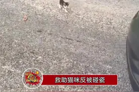 救助猫咪反被碰瓷，这是喵喵教在聚会吗？最后大哥还把猫猫们打包了...视频封面