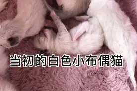 半个月大的小奶猫已经有颜色了，让我们来一起看看吧。#小布偶猫 #萌宠