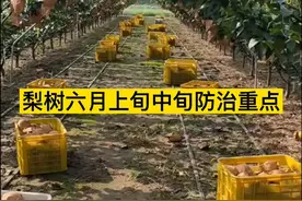 第128集 | 梨树六月上旬重点防治方案，必须看完对你有很大的帮助#梨树 #果树管理视频封面