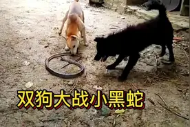 两条中华田园犬完虐黑蛇，毫无还手之力，家养土狗真猛视频封面