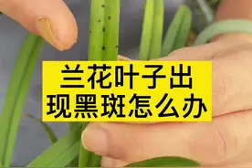 兰花叶子出现黑斑怎么办？教你们一招#兰花 #花卉绿植 #兰花种植 #家庭养兰视频封面