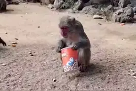 #搞笑视频 #猴子 【方言配音】猴🐒子吃独食。￼谢谢大家的支持、@南湾猴岛生态旅游区视频封面