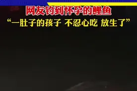 网友钓到怀孕的母鱼“一肚子的孩子，不忍心吃，放生了……”#放生 #万物皆有灵性 #钓鱼 #满满的爱视频封面