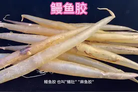 鳗鱼胶长条形状，口感爽脆、细腻饱满圆润#滋补养生 #鱼胶花胶视频封面