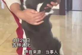 4月26日，吉林通化，时隔一个月才相见，狗狗扑在主人怀里痛哭流涕。主人：我心里也不好受。视频封面
