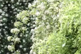 滕州二中新校欢迎你视频封面