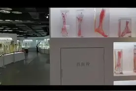 血管铸型：解剖学标本制作的一项专门技术，在医学教学和显微外..视频封面
