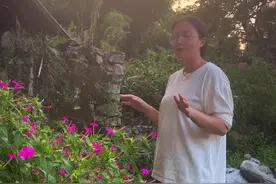#紫茉莉。夏日蝉蝉鸣声叫   正山紫茉莉待开时视频封面