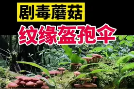 这一树 ，能毒死一村人。它学名“纹缘盔孢伞”#采蘑菇 #野生菌 #云南野生菌 #剧毒蘑菇 #毒蘑菇 #捡蘑菇 #捡菌子 #野蘑菇 #野生蘑菇 #蘑菇科普 