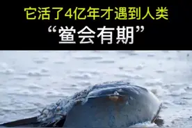 它活了4亿年才遇到人类，鲎的血是蓝色的！#奇妙知识在抖音 #涨知识 #西瓜知识 视频封面