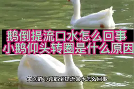 禽医静心谈鹅到提流口水怎么回事，小鹅仰头转圈是什么原因视频封面