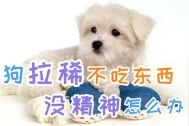 小狗拉稀不吃东西没精神怎么办视频封面