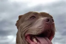 全球十大恶犬排名，第一名当之无愧！（壹）视频封面