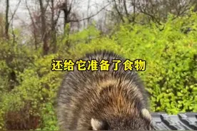 网友倒垃圾时发现被困的小浣熊，救助后发现越救越多根本忙不过来#萌宠#治愈#万物皆有灵性视频封面