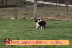 好聪明的棍子，一根棍子溜了这么多的狗视频封面