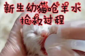 #宠物猫#呛羊水急救#撸猫#希望可以帮到大家，多挽救一条小生命也是好的视频封面