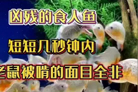 红腹水虎 亚马逊流域凶猛观赏鱼 男人都喜欢的 群游互动性超强视频封面