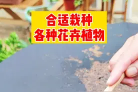 不用花钱买赤玉土，煤球渣养花疏松透气营养多#分享养花经验 #养花小知识 #家庭养花